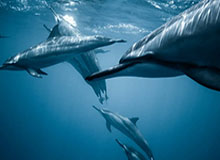 九游体育篮球赛事-TTG第二局赛中语音回放：蓝可以给留人；这个节奏对了